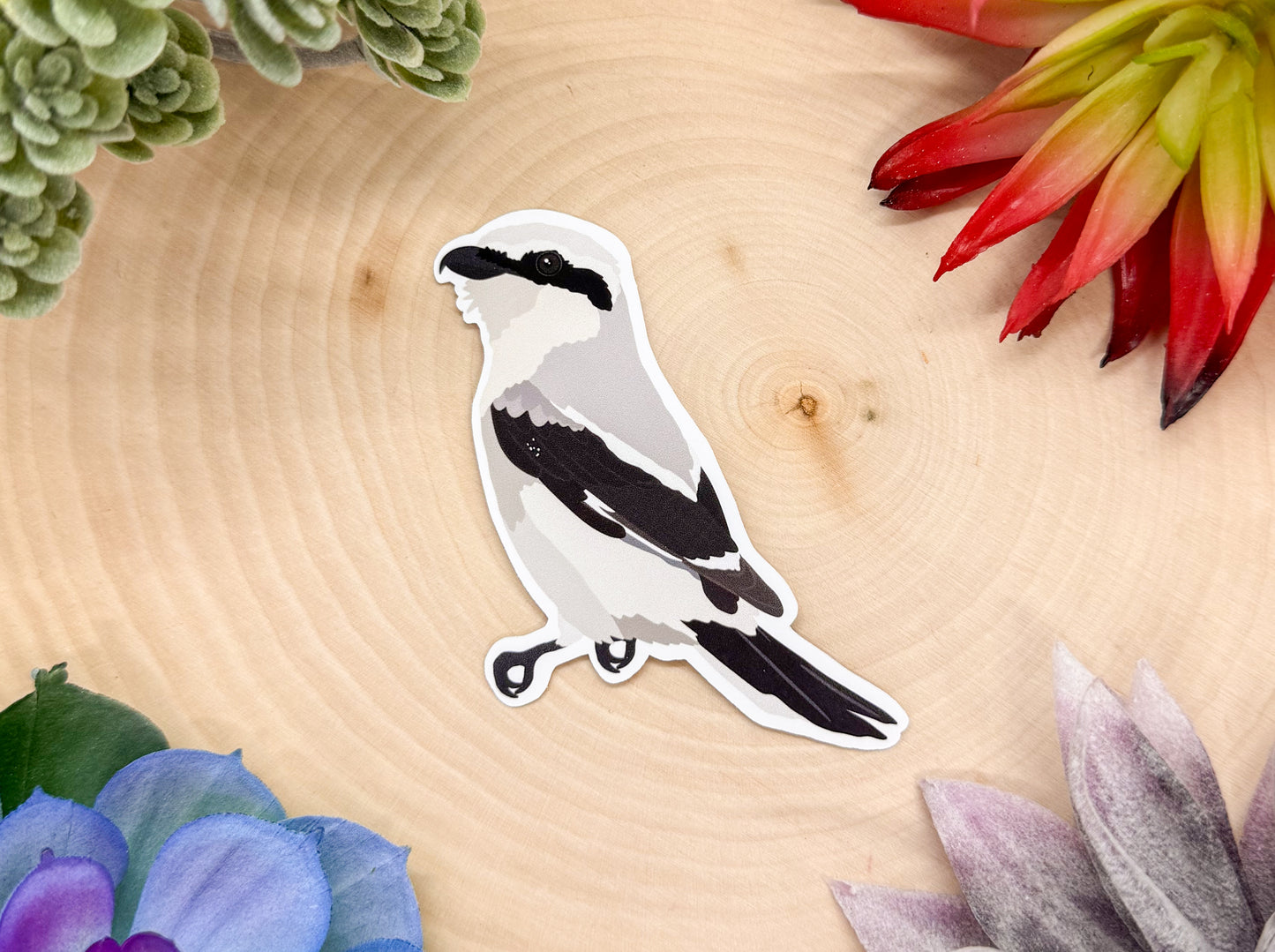 Northern Shrike Sticker