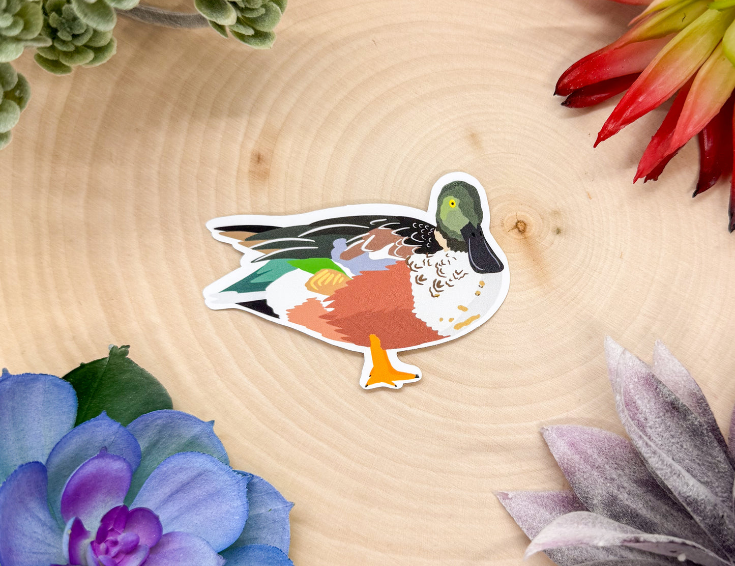 Northern Shoveler Sticker