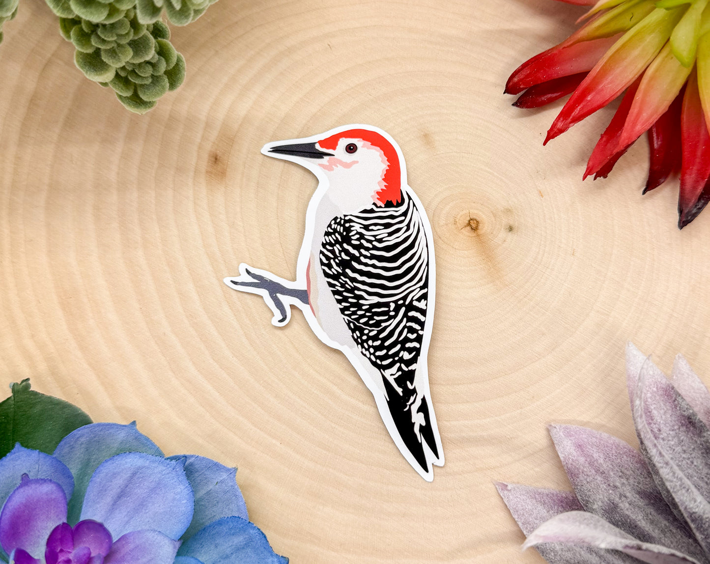 Red Bellied Woodpecker Sticker