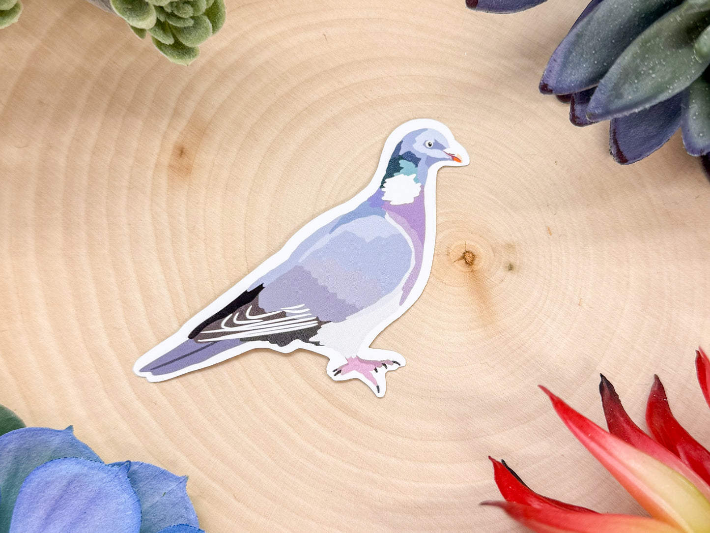 Common Wood Pigeon Sticker