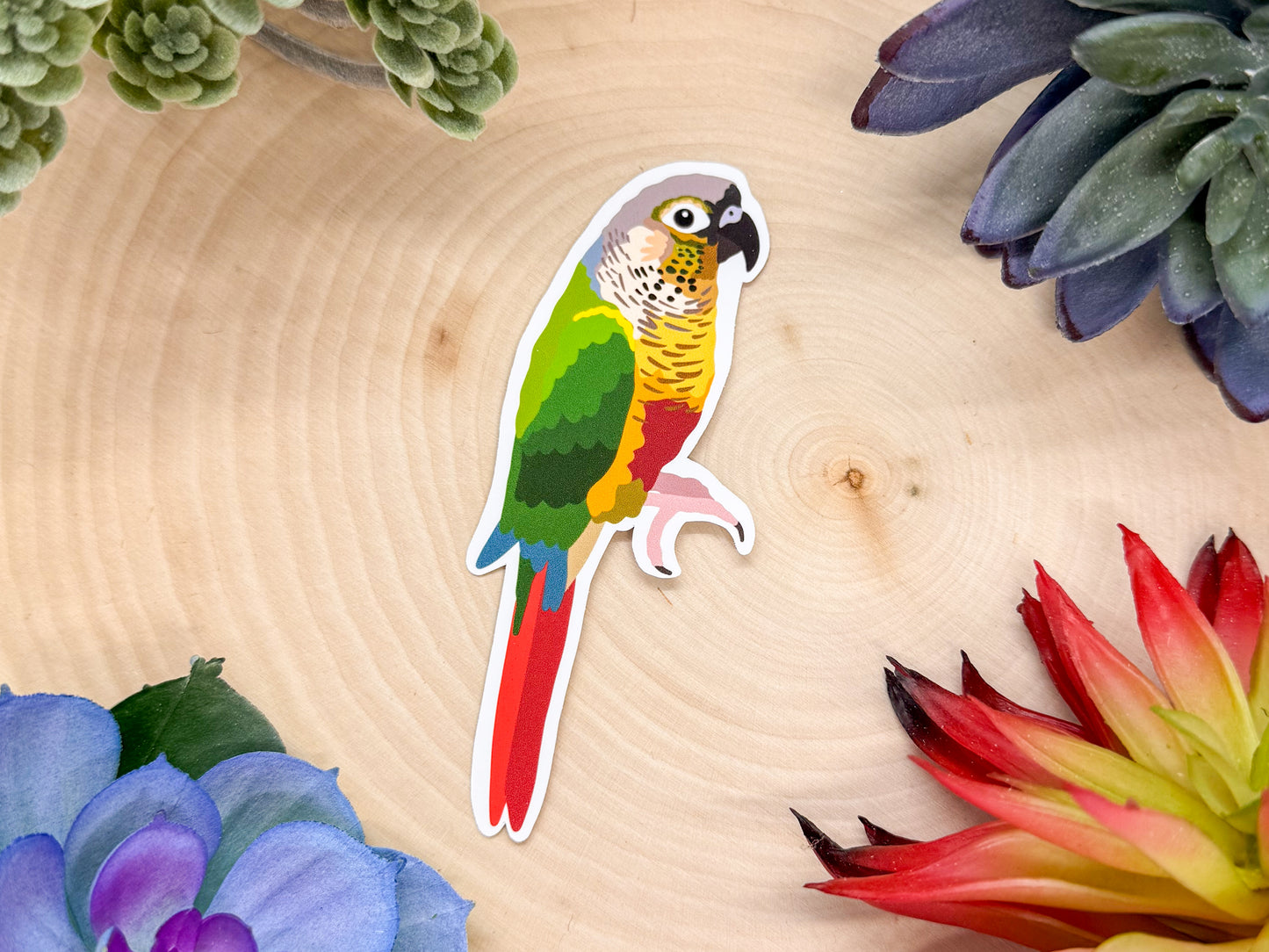 Green Cheeked Conure Sticker