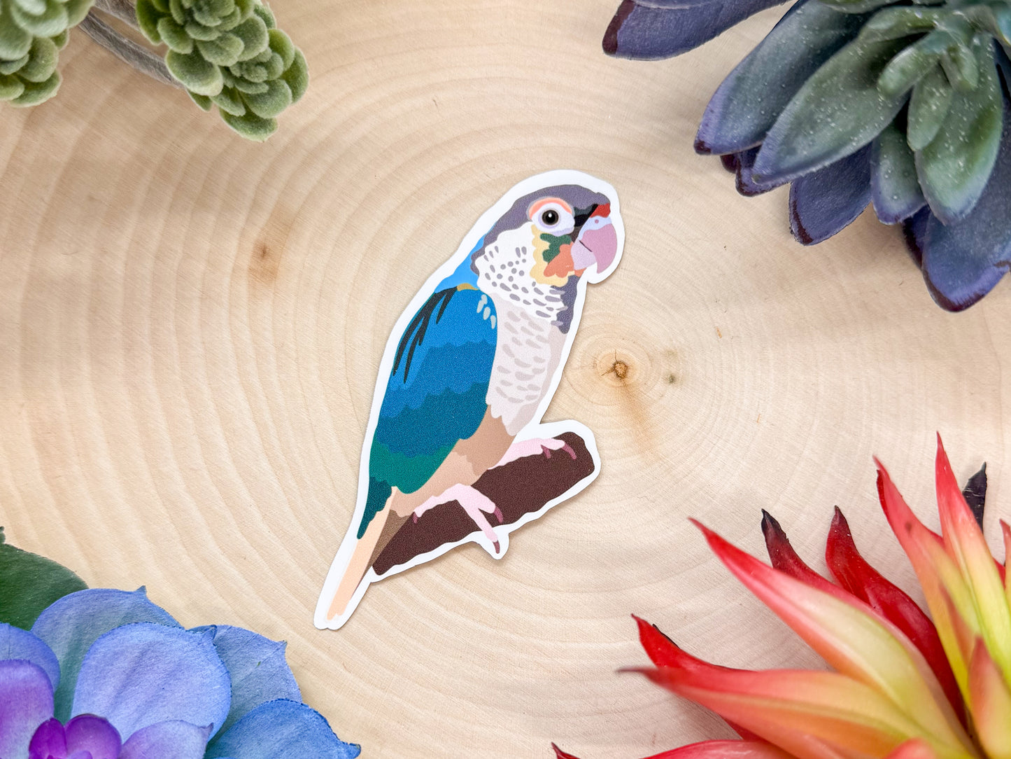 Green Cheeked Conure Turquoise Sticker