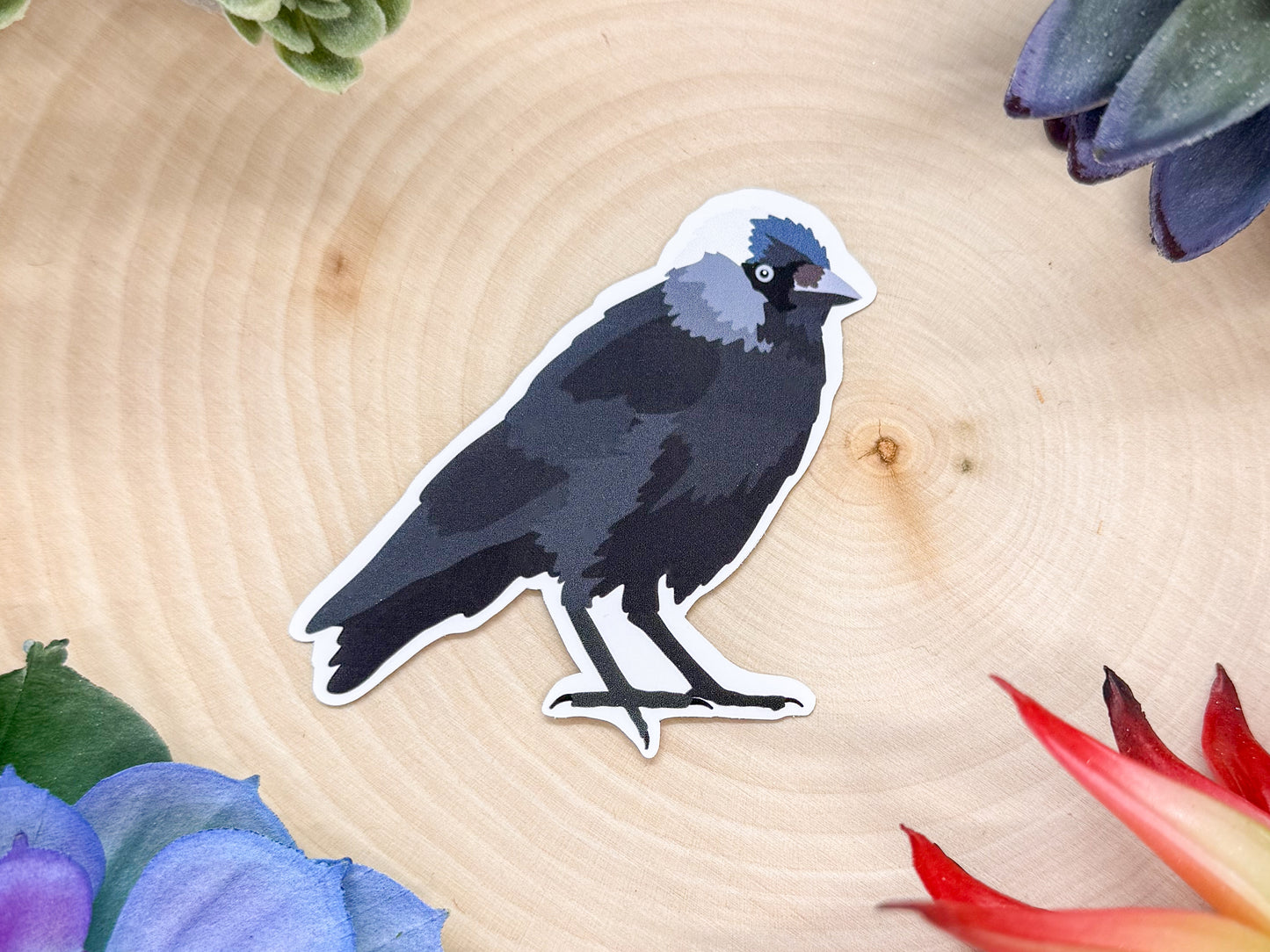 Eurasian Jackdaw Sticker