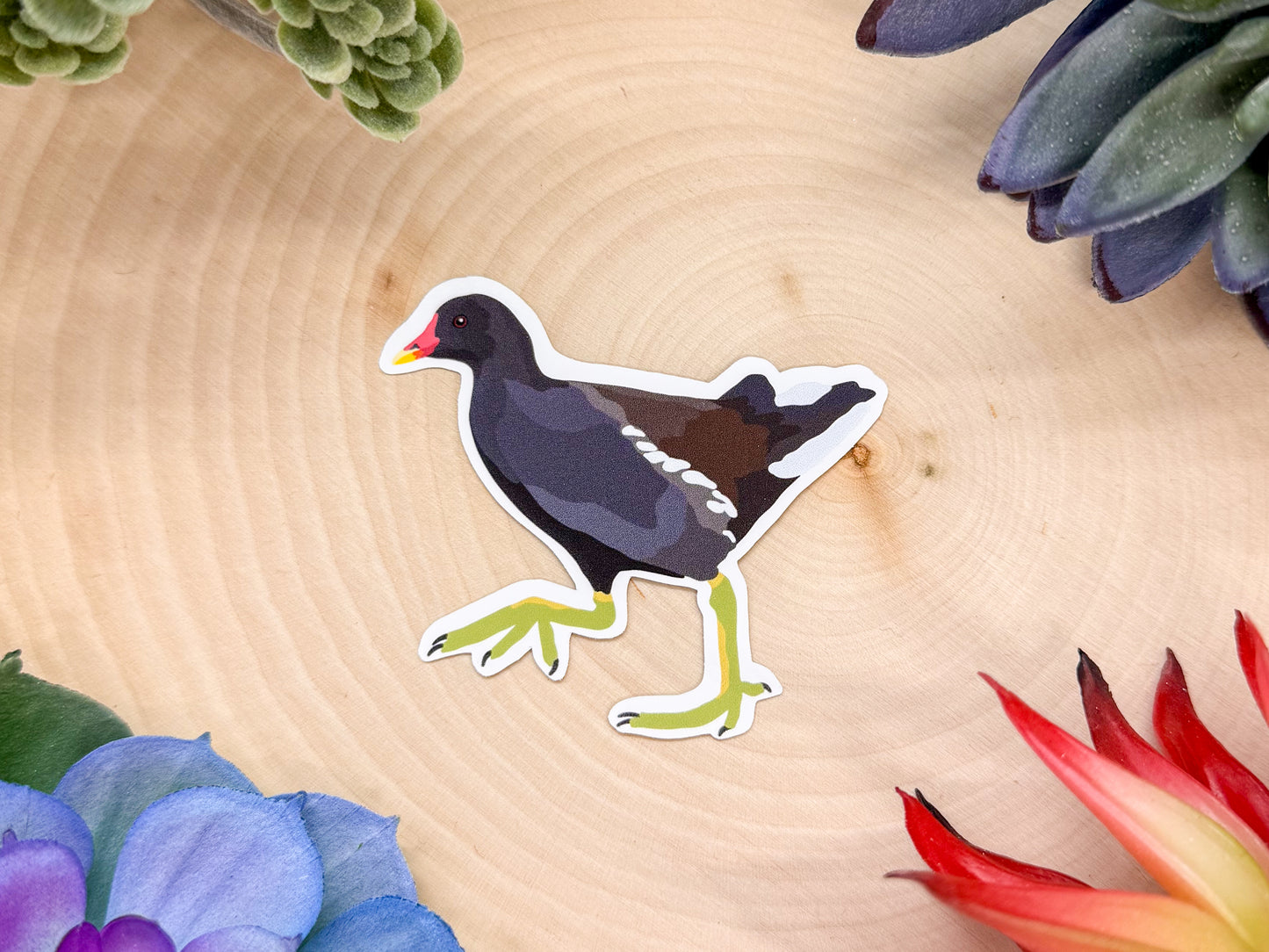 Eurasian Moorhen Sticker