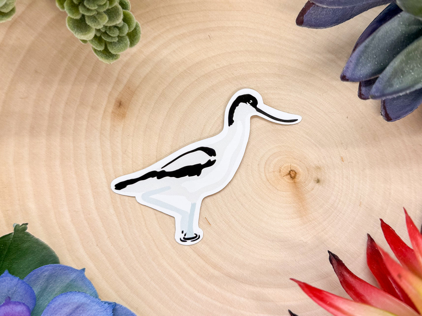 Pied Avocet Sticker