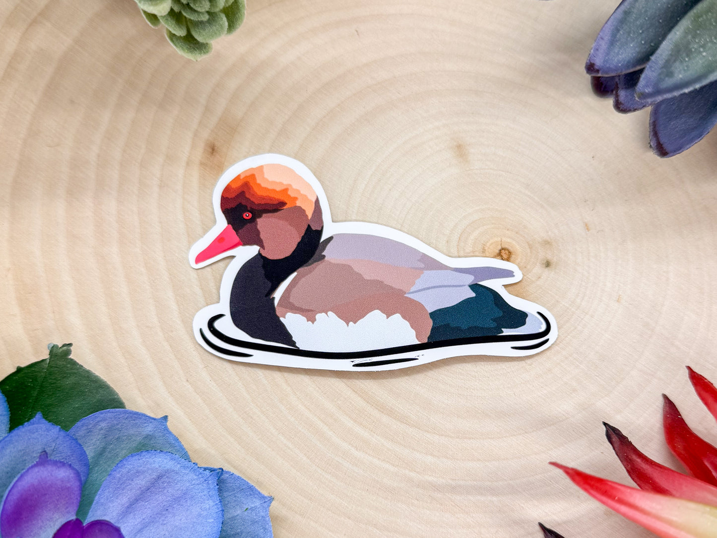 Red Crested Pochard Sticker