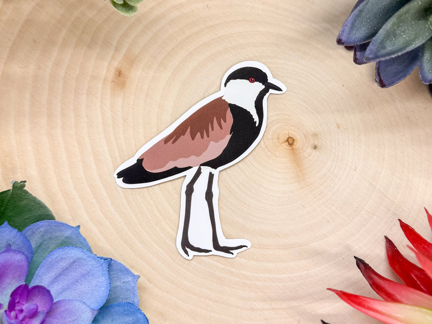Spur Winged Lapwing Sticker