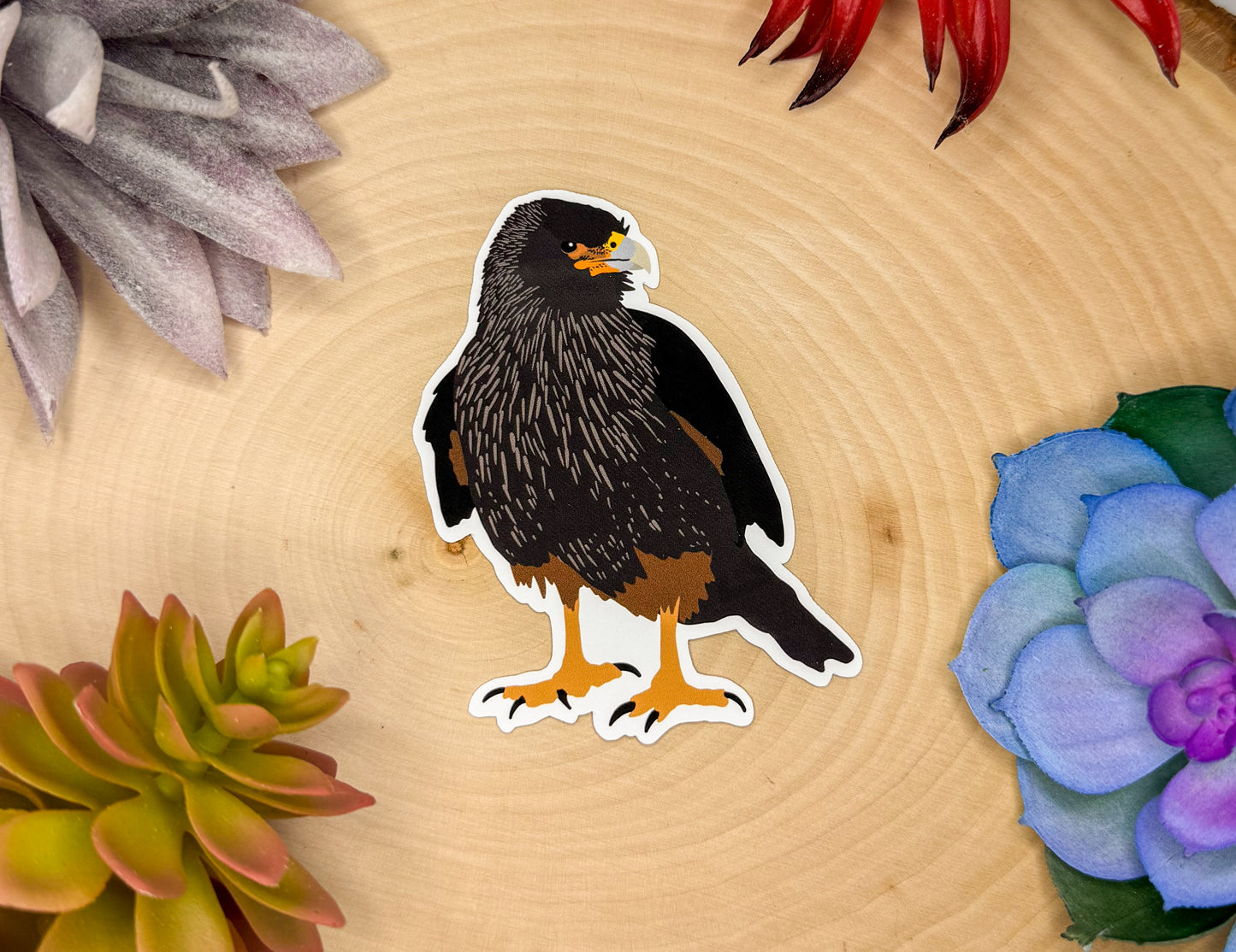 Striated Caracara Sticker