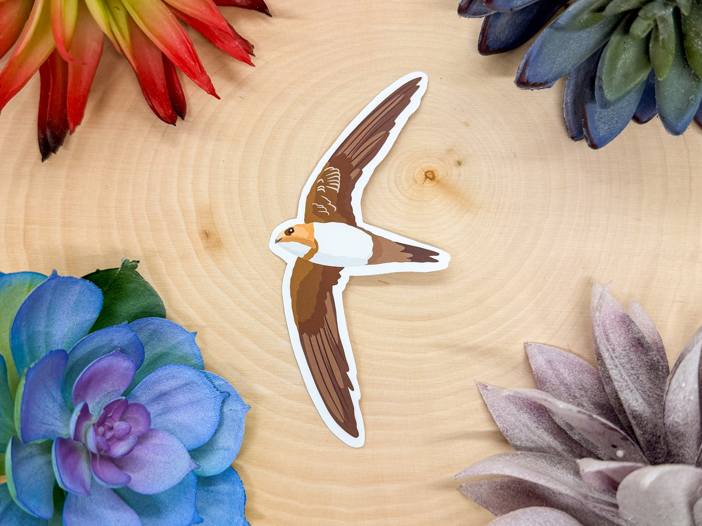 Alpine Swift Sticker