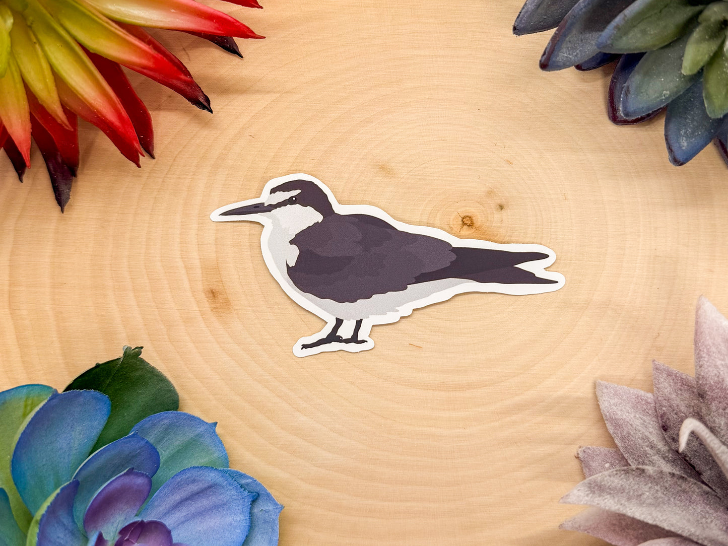 Bridled Tern