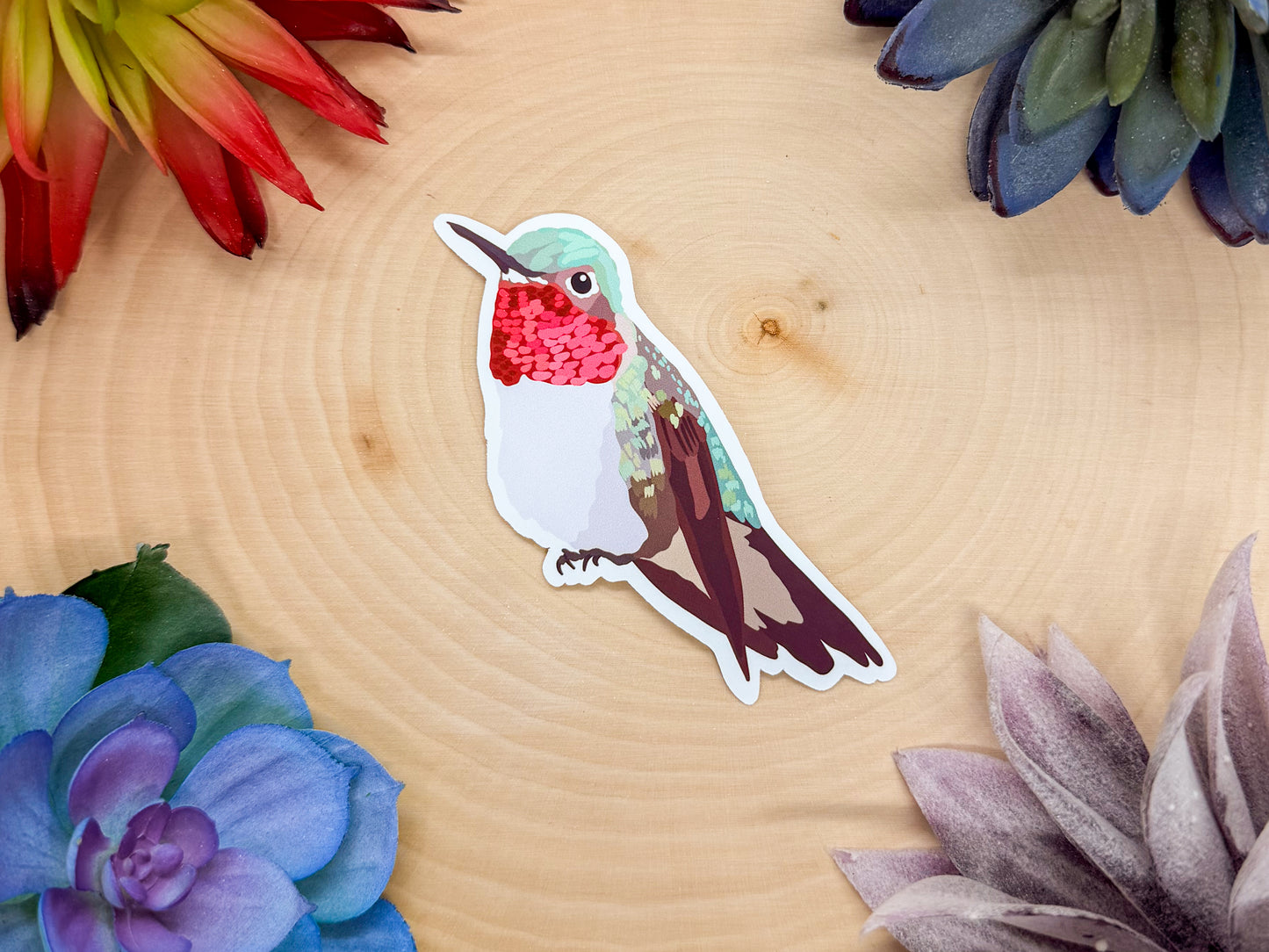 Broad Tailed Hummingbird Sticker
