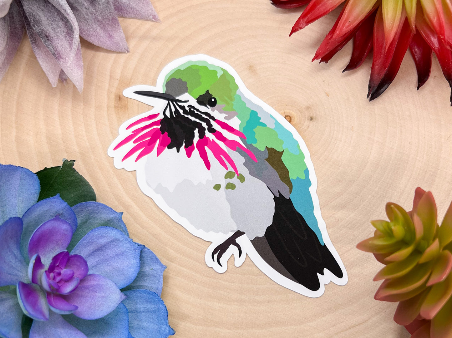 Calliope Hummingbird Sticker