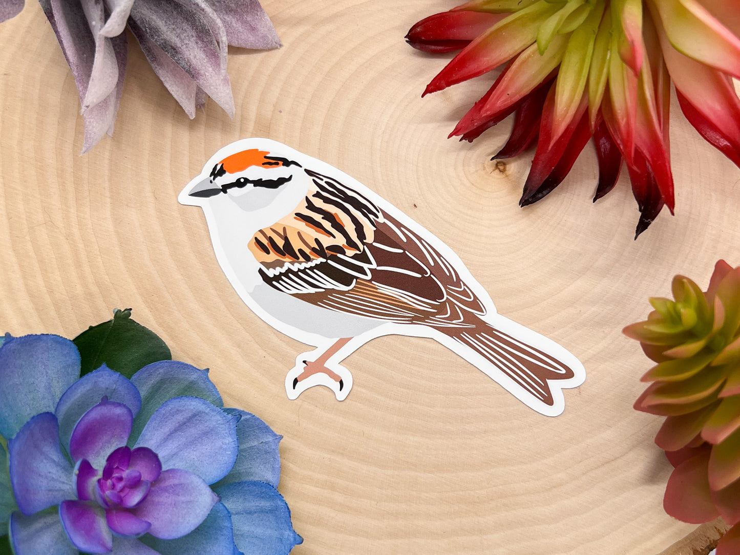 Chipping Sparrow Sticker