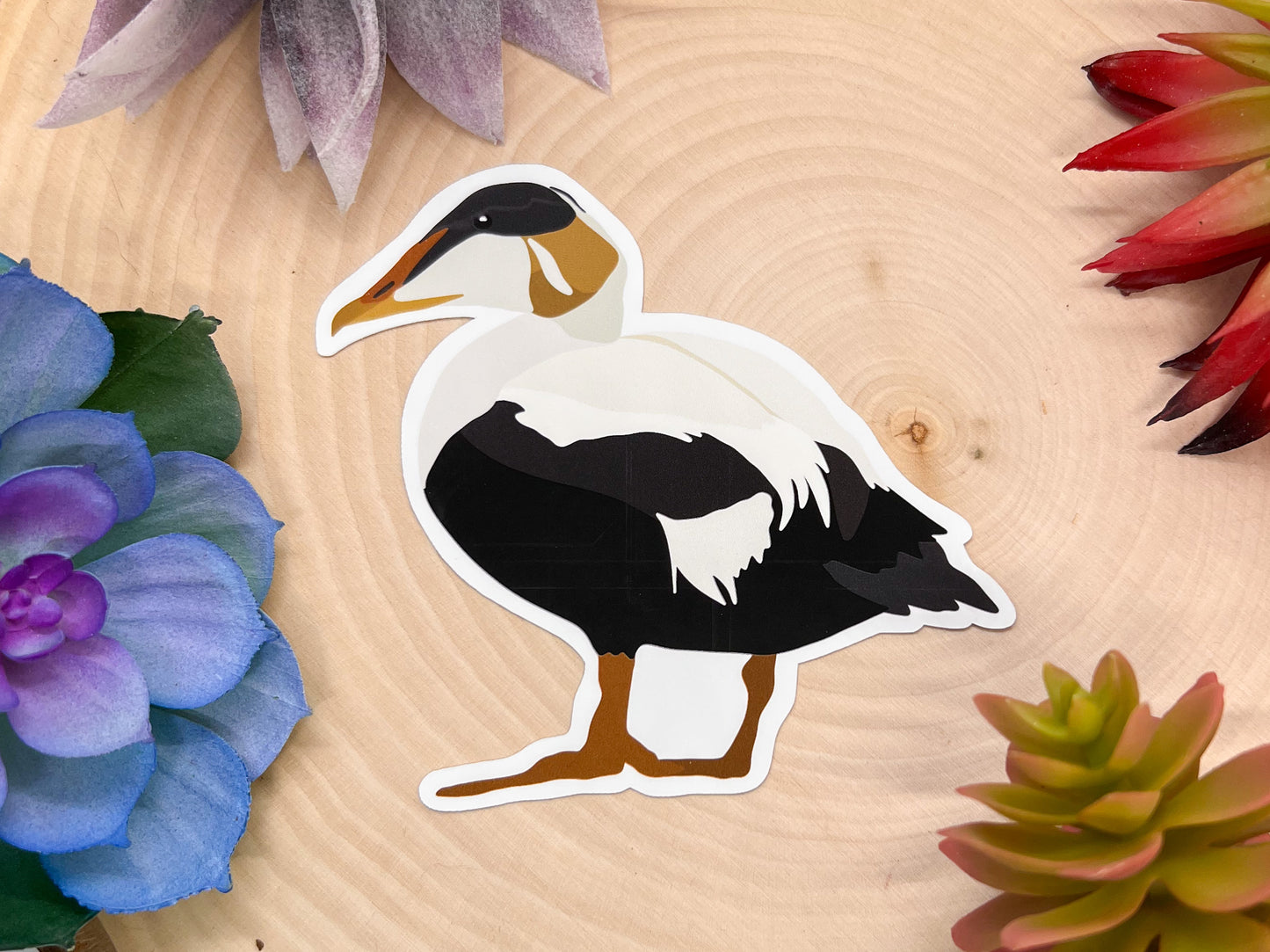 Common Eider Sticker