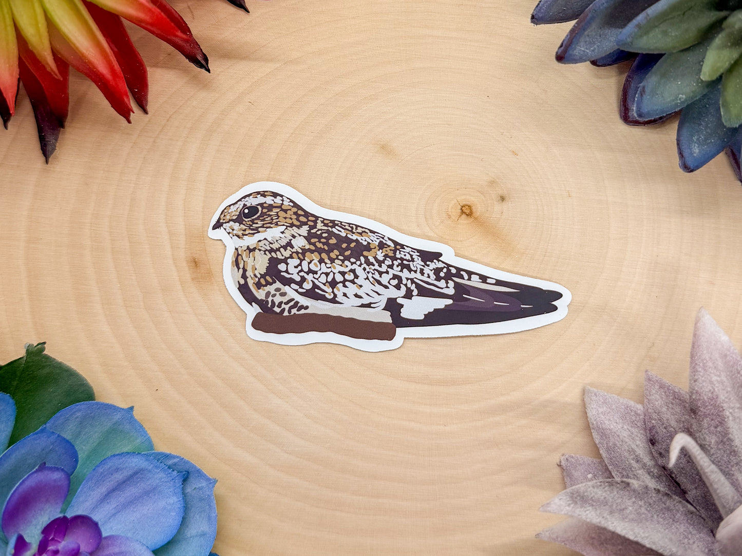 Common Nighthawk Sticker