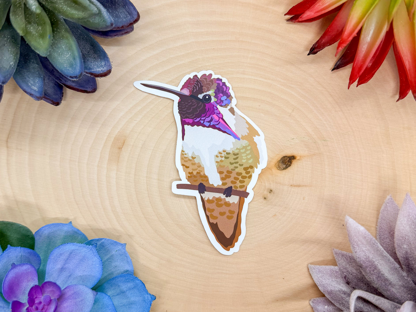 Costa's Hummingbird Sticker