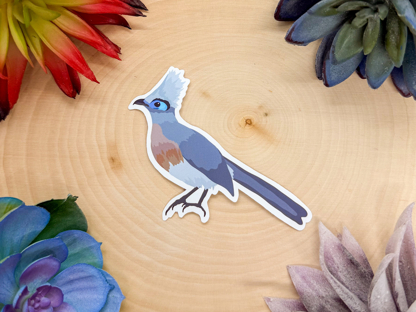 Crested Coua Sticker
