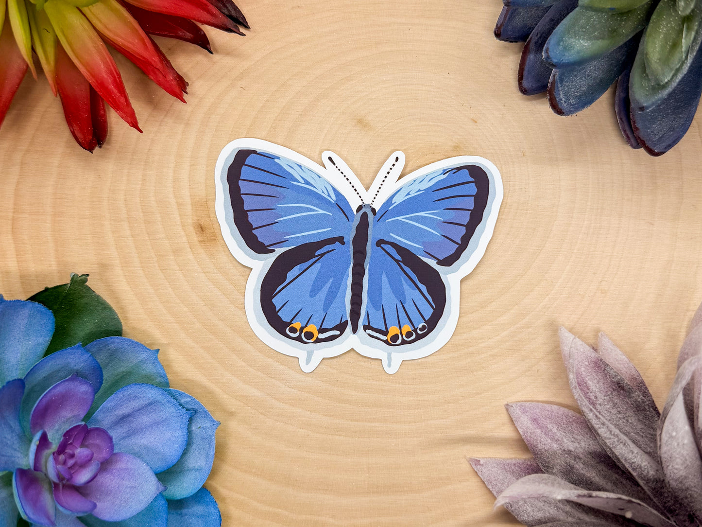 Eastern Tailed Blue Sticker