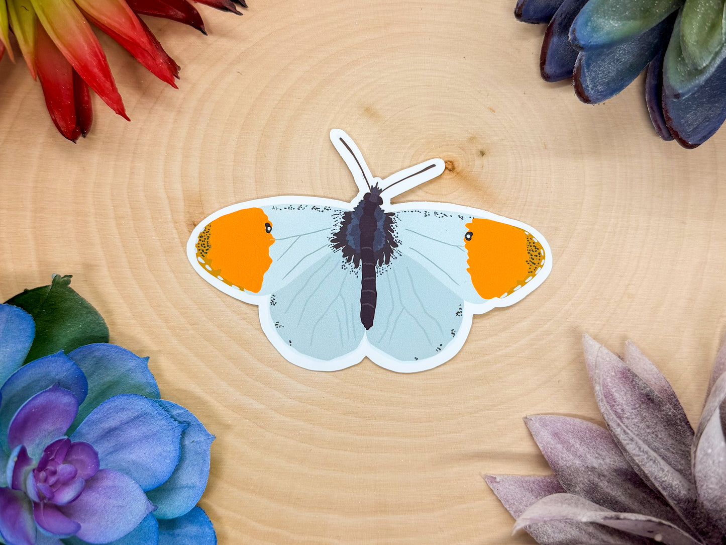 Falcate Orangetip Sticker