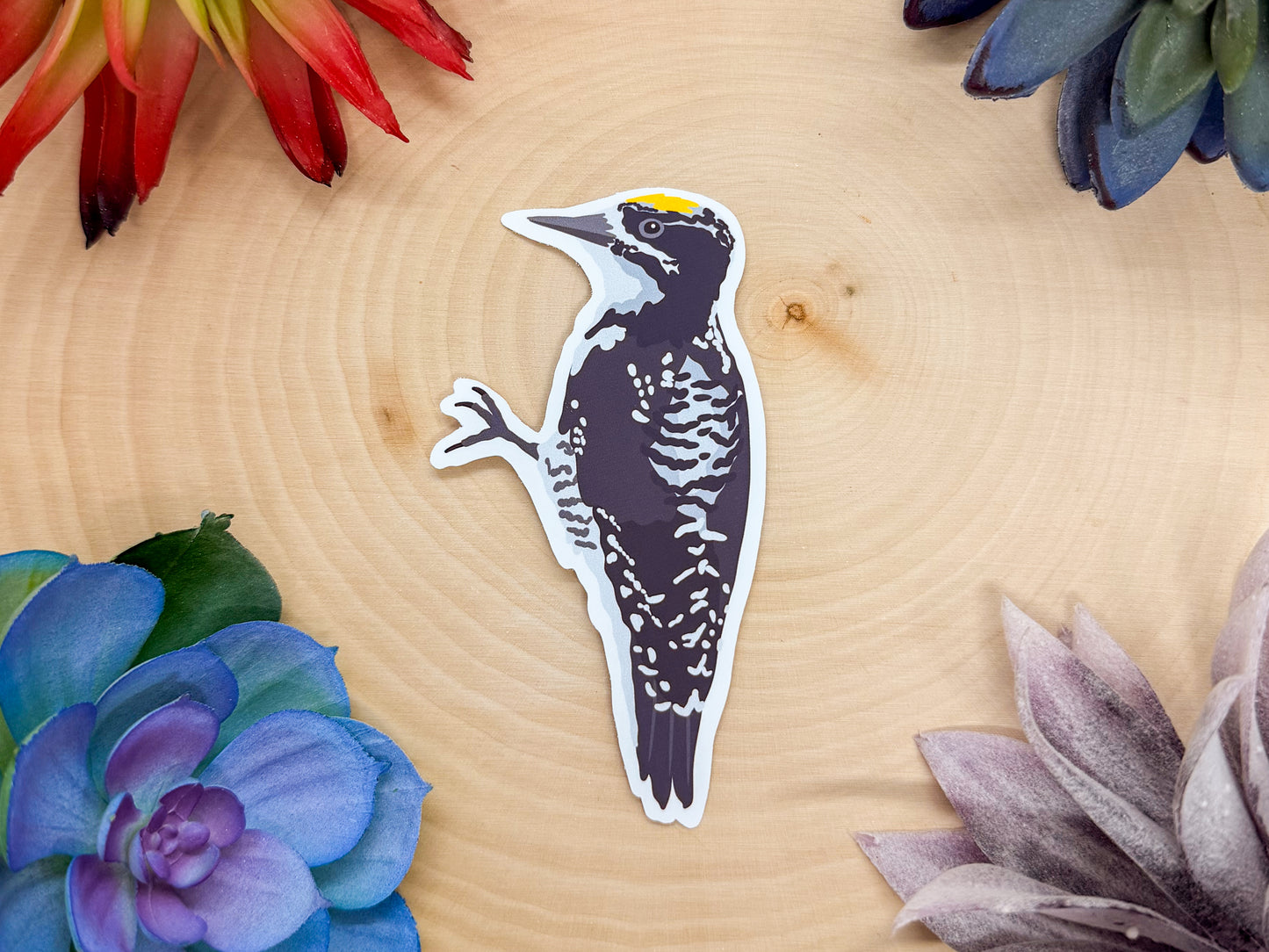 American Three Toed Woodpecker Sticker