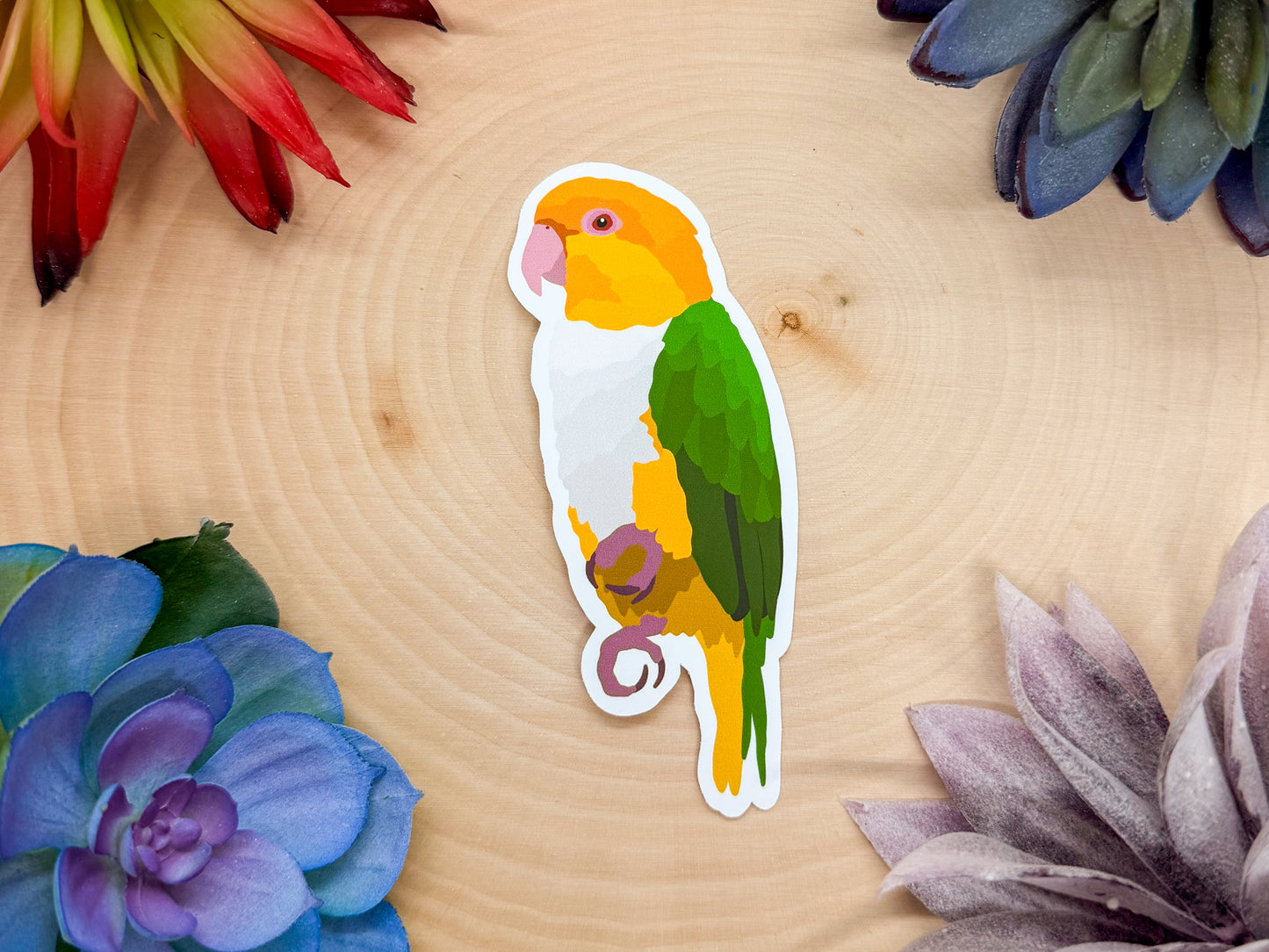 White Bellied Caique Sticker