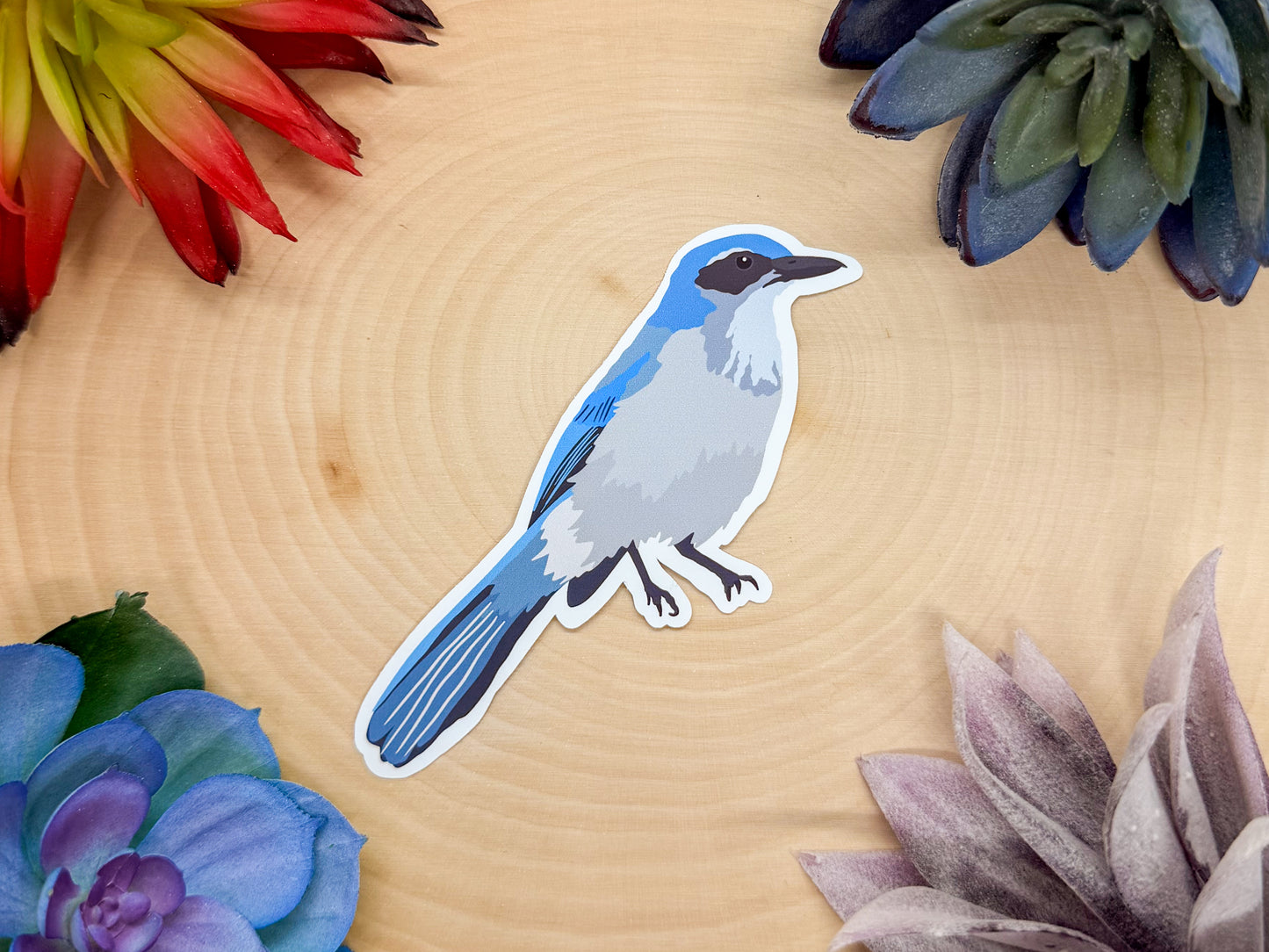 Woodhouses Scrub Jay Sticker