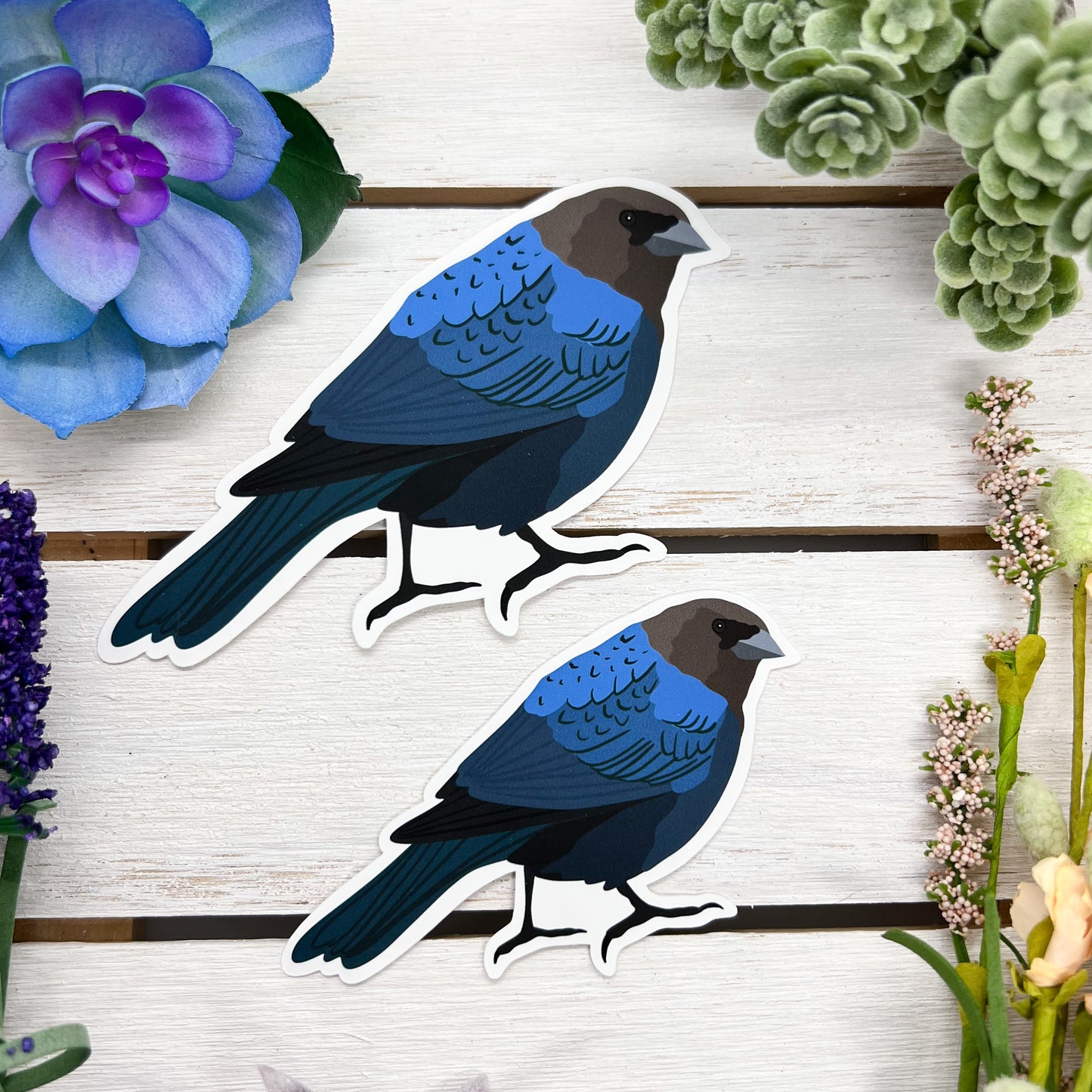 Brown Headed Cowbird Sticker