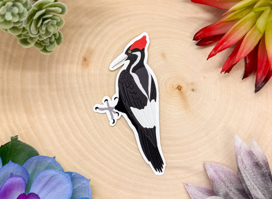 Ivory Billed Woodpecker Sticker