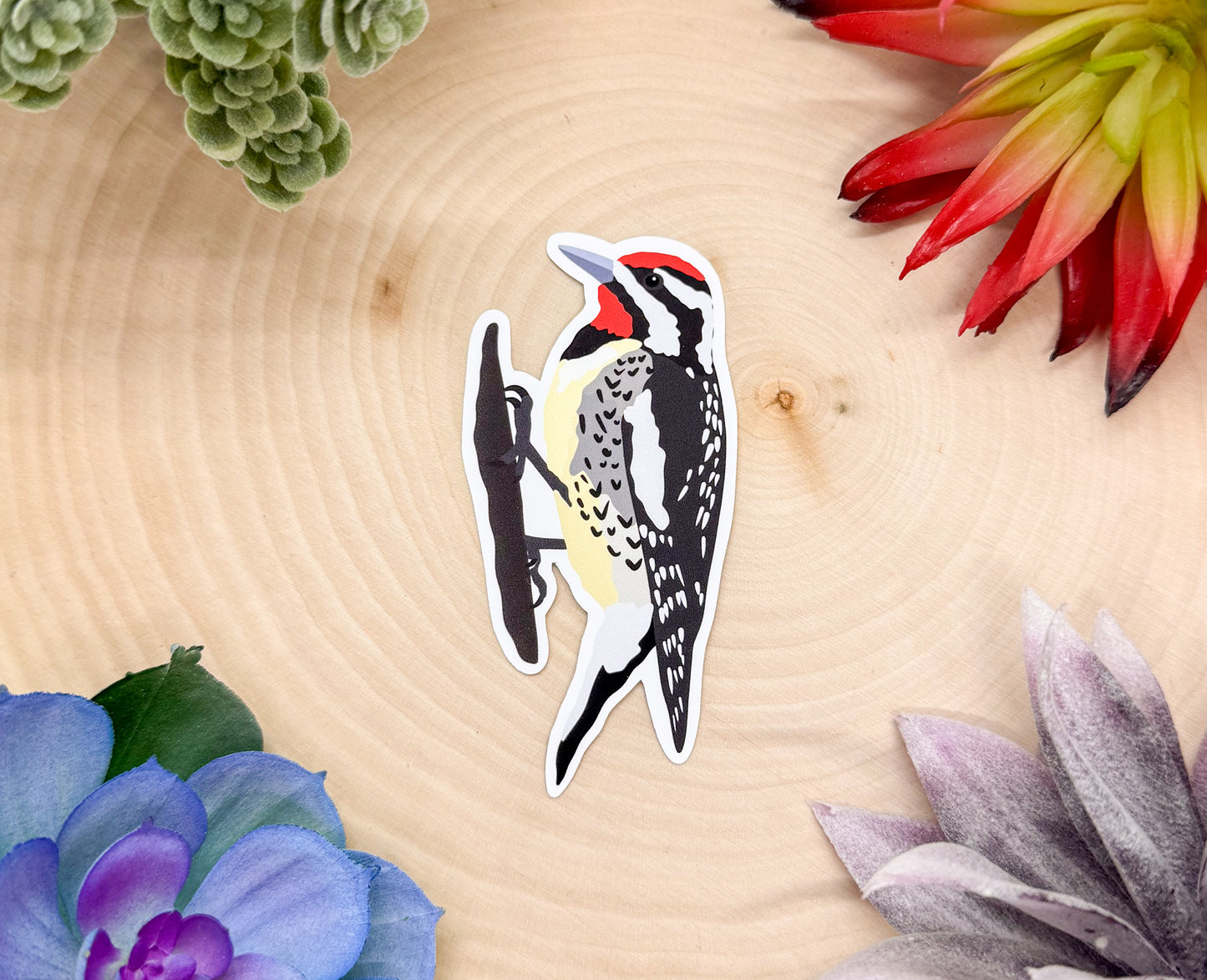 Yellow Bellied Sapsucker Sticker