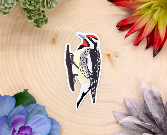 Yellow Bellied Sapsucker Sticker