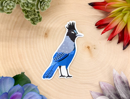 Steller's Jay Sticker