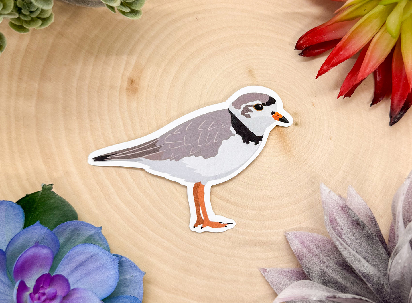 Piping Plover Sticker