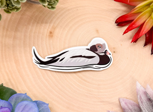 Long Tailed Duck Sticker