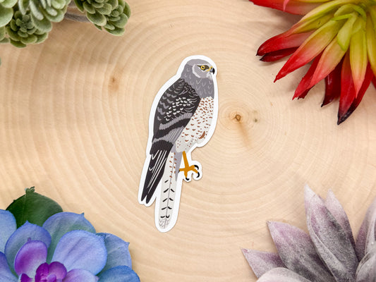 Northern Harrier Sticker