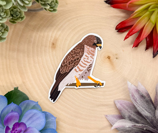Broad Winged Hawk Sticker