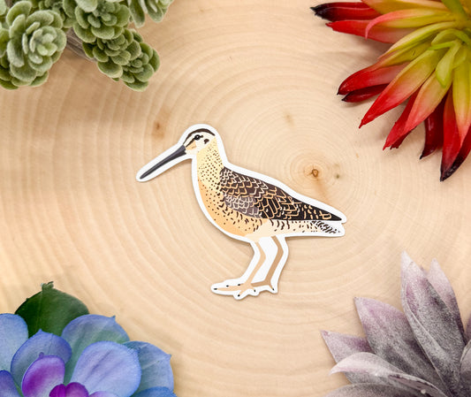 Dowitcher Sticker