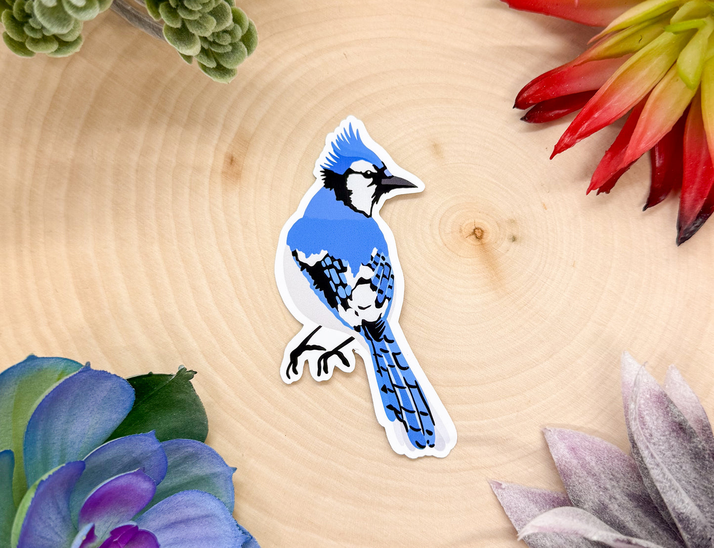 Blue Jay Sticker