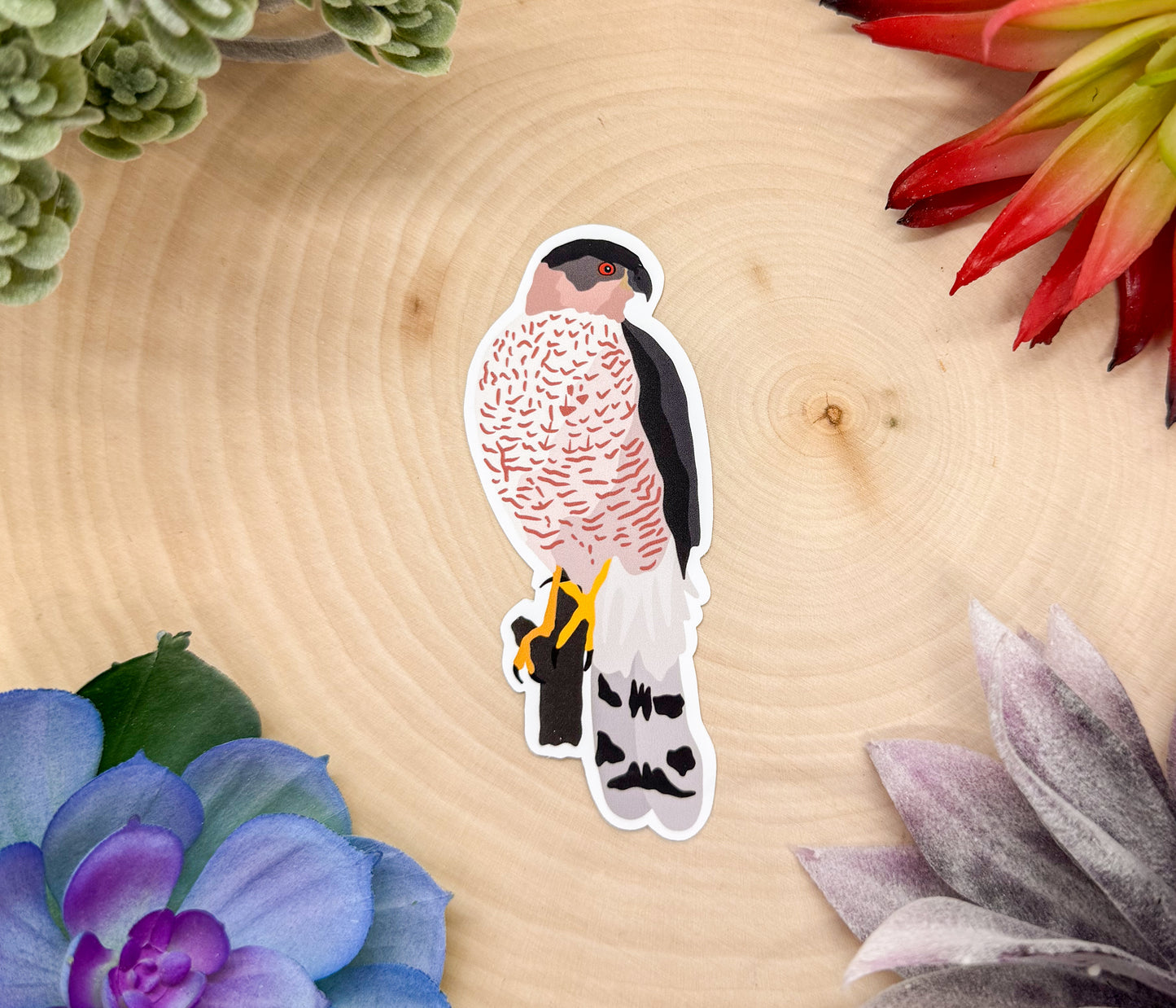 Cooper’s Hawk Sticker