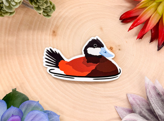 Ruddy Duck Sticker
