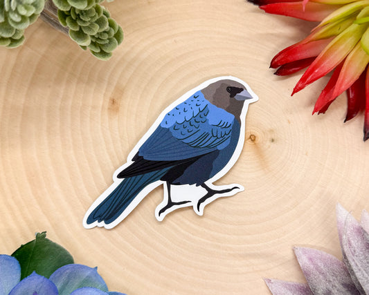 Brown Headed Cowbird Sticker