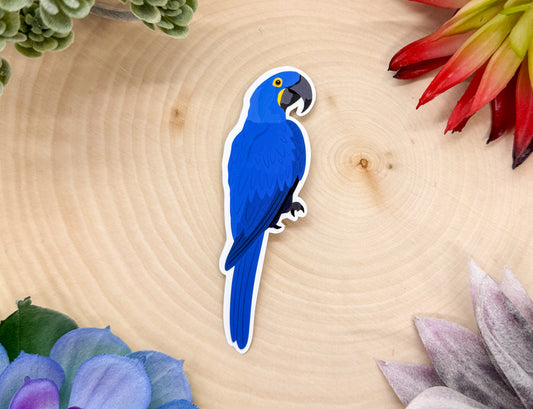 Hyacinth Macaw Sticker