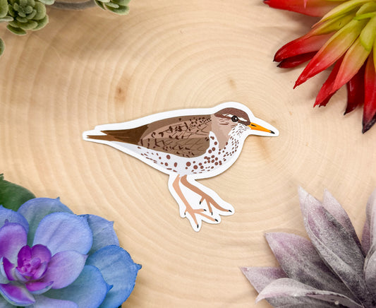 Spotted Sandpiper Sticker