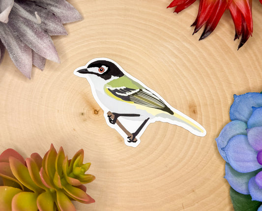 Black Capped Vireo Sticker