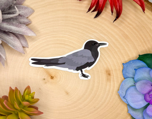 Black Tern Sticker