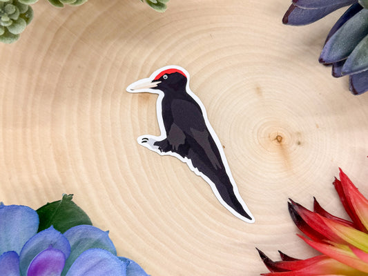 Black Woodpecker Sticker