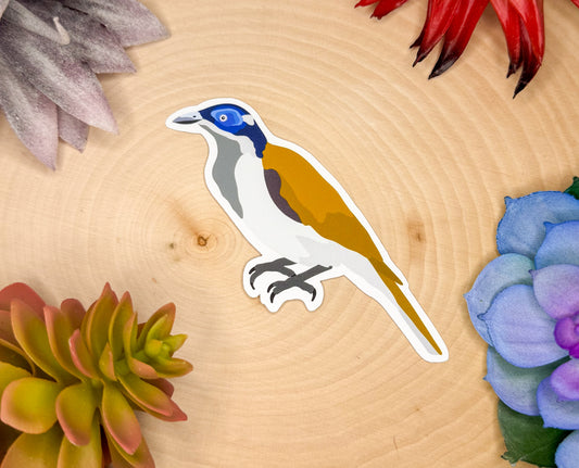 Blue Faced Honeyeater Sticker