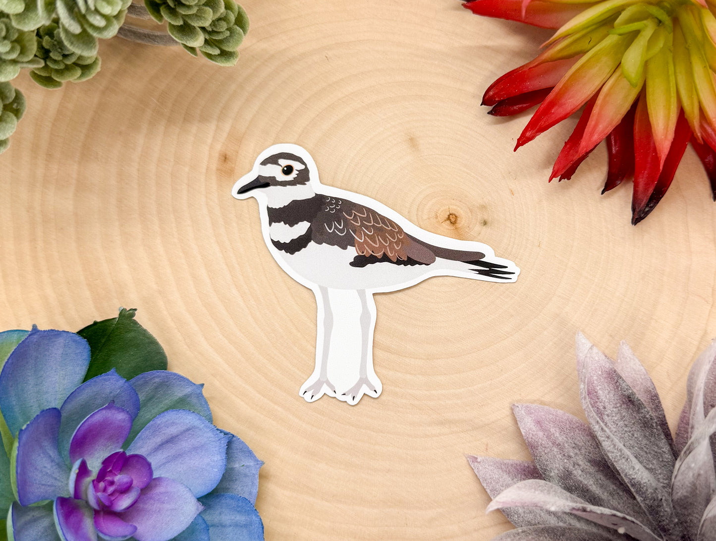 Killdeer Sticker