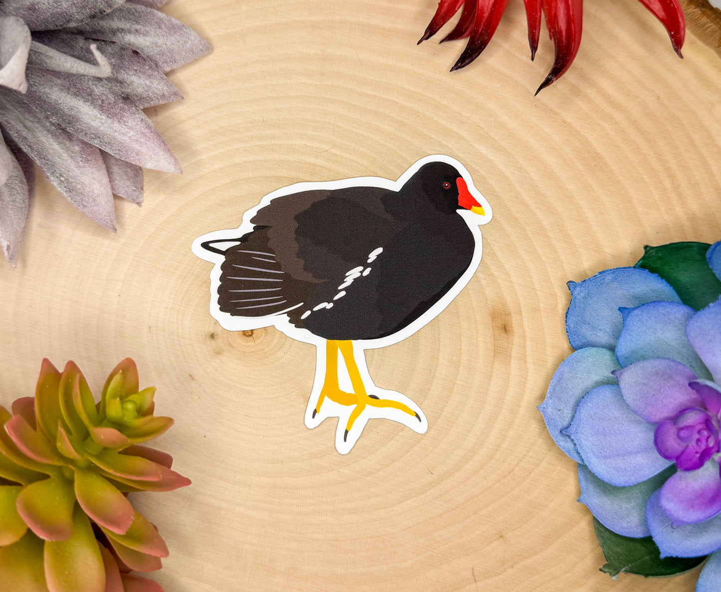 Common Moorhen Sticker