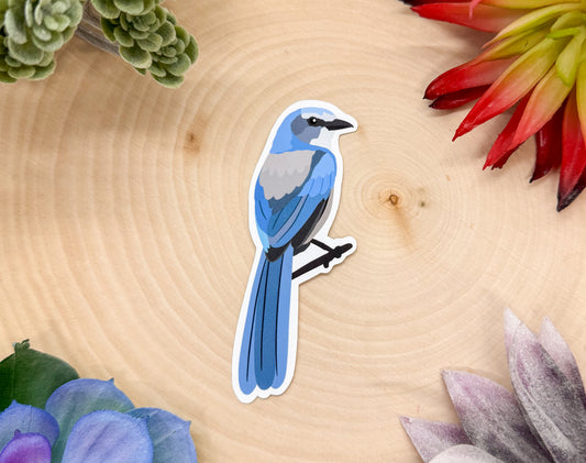 California Scrub Jay Sticker
