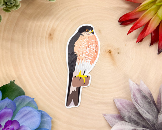Sharp Shinned Hawk Sticker